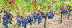 Effeuillage - Vinum Vinea Services -Travaux viticoles -Libourne - Gironde