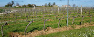 Pliage accanage - Vinum Vinea Services -Travaux viticoles -Libourne - Gironde