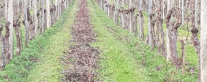 Tirage des bois - Vinum Vinea Services -Travaux viticoles -Libourne - Gironde